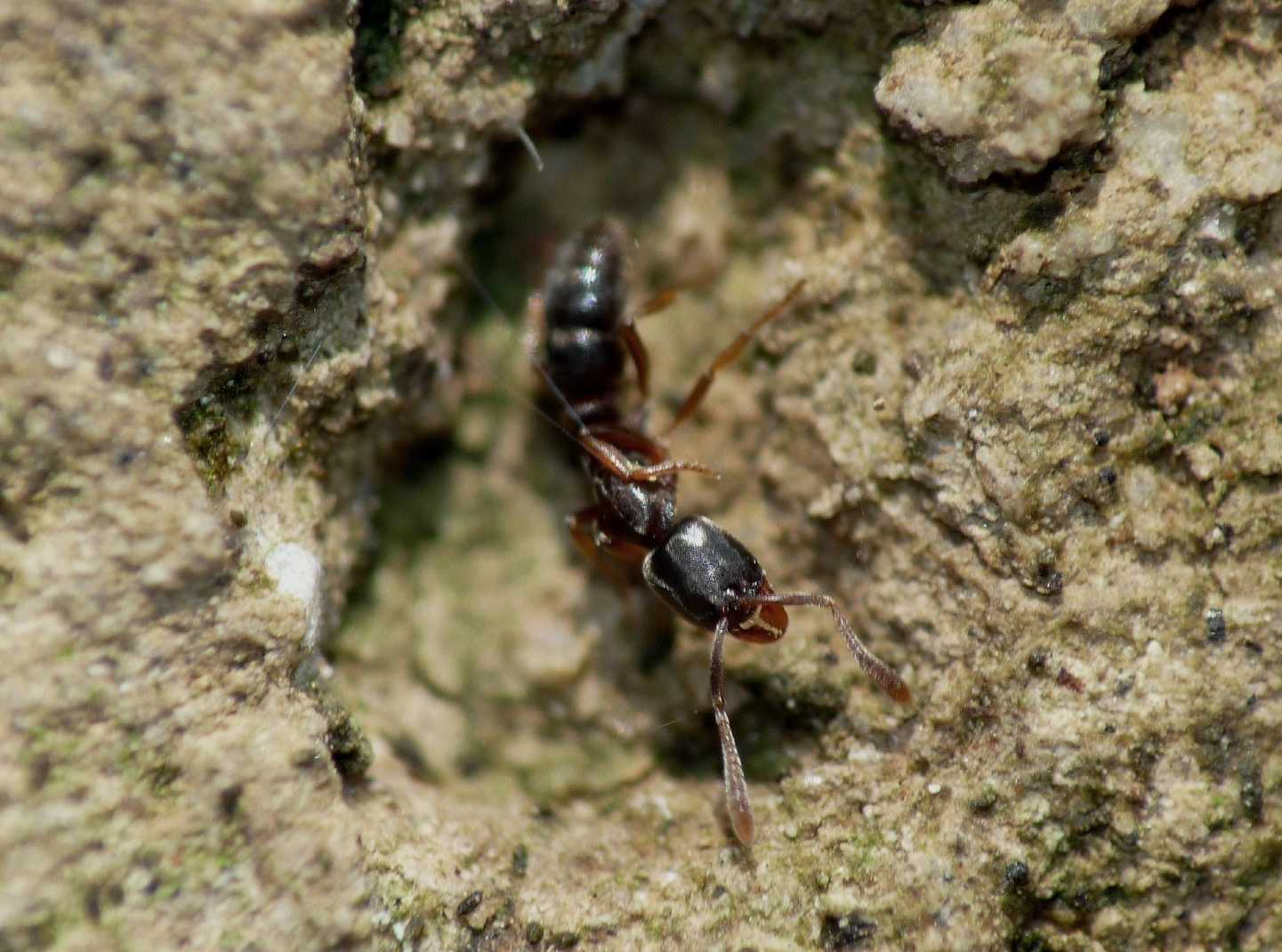 Formiche strane: Ponera sp.